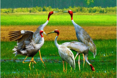 Tour Du Lịch Đồng Tháp Mùa Nước Nổi 2 Ngày 1 Đêm